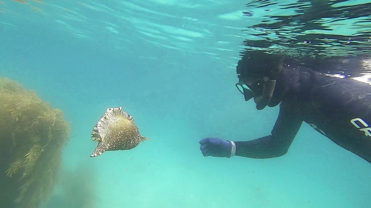 ボルケーノスピア 魚突き きずつけ モリ 素潜り