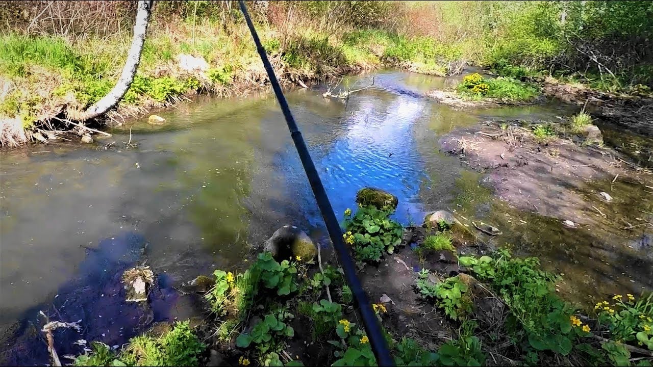 Приехал на Лесной РУЧЕЙ, а там старому воробью по колено . - YouTube