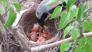 Download Lagu Burung Cendet meloloh anaknya di alam liar #cendet #cendetgacor #burung #birds #burungindonesia MP3