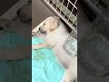 寝ている子犬🐶にイタズラしてしまった🥹🥹🥹😂😊
