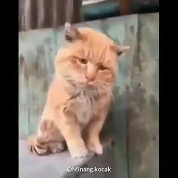 Story Wa aksi lucunya kucing tidak mau balikan sama mantan..😂😂😂