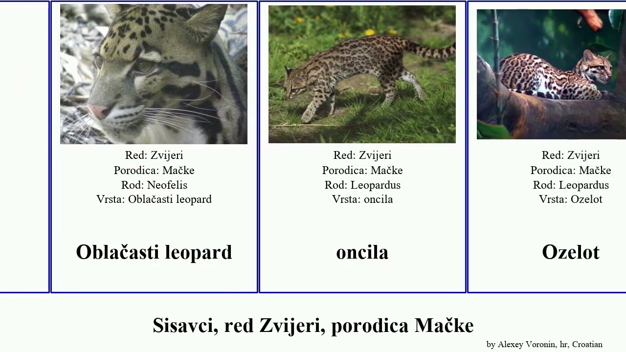 Sisavci, red Zvijeri, porodica Mačke mačka leopard jaguar mammal ris lav tigar zlatna Sundski 19th