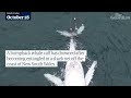 Humpback whale calf entangled in shark nets dies off NSW coast