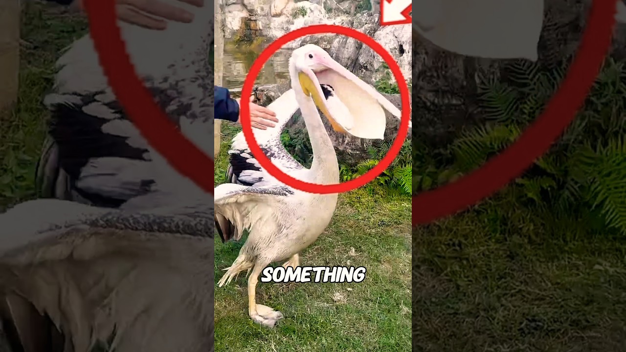 Пеликаны едят других животных! 😱