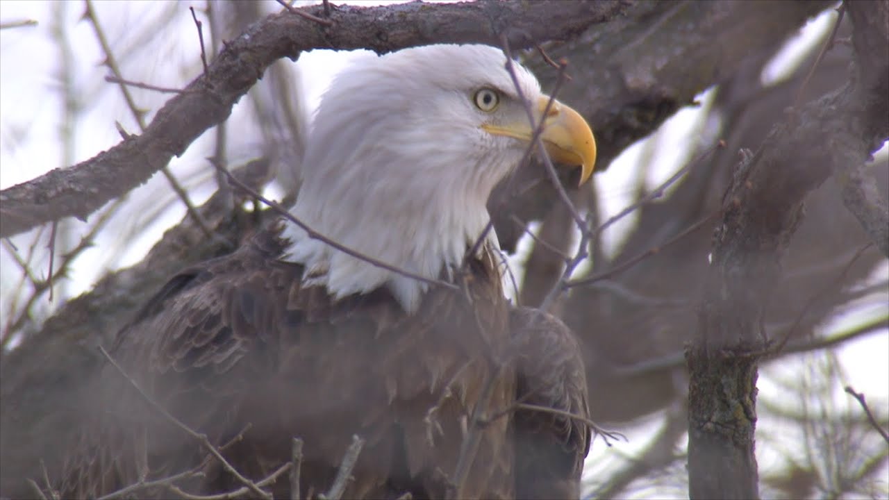 Keokuk's Bald Eagle Appreciation Days YouTube