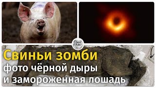 Свиньи зомби, фото чёрной дыры и замороженная лошадь Свиньи зомби, фото чёрной дыры и замороженная лошадь