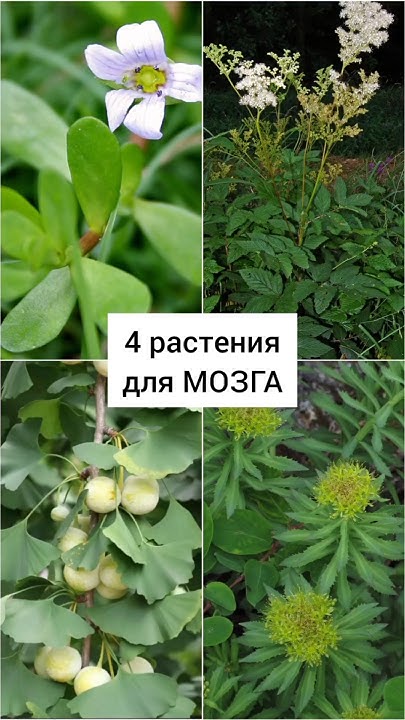 4 травы для мозга и памяти#травы #лекарственныерастения #травник # ...