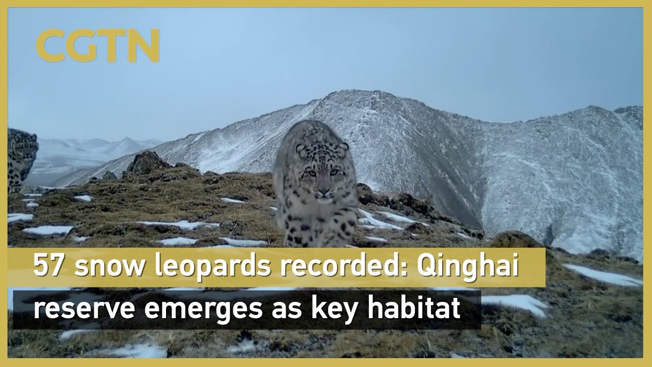 57 snow leopards recorded: Qinghai reserve emerges as key habitat
