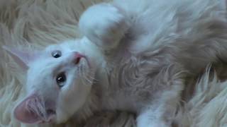 Кошки Рэгдолл, Прощание с Последним Котенком, США, Америка, 2018 Кошки Рэгдолл, Прощание с Последним Котенком, США, Америка, 2018