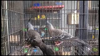 Dove Birds Video On