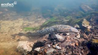 Sea Lampreys are 'ecosystem engineers'