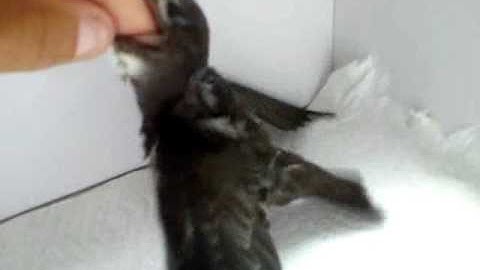 Baby swift feeding