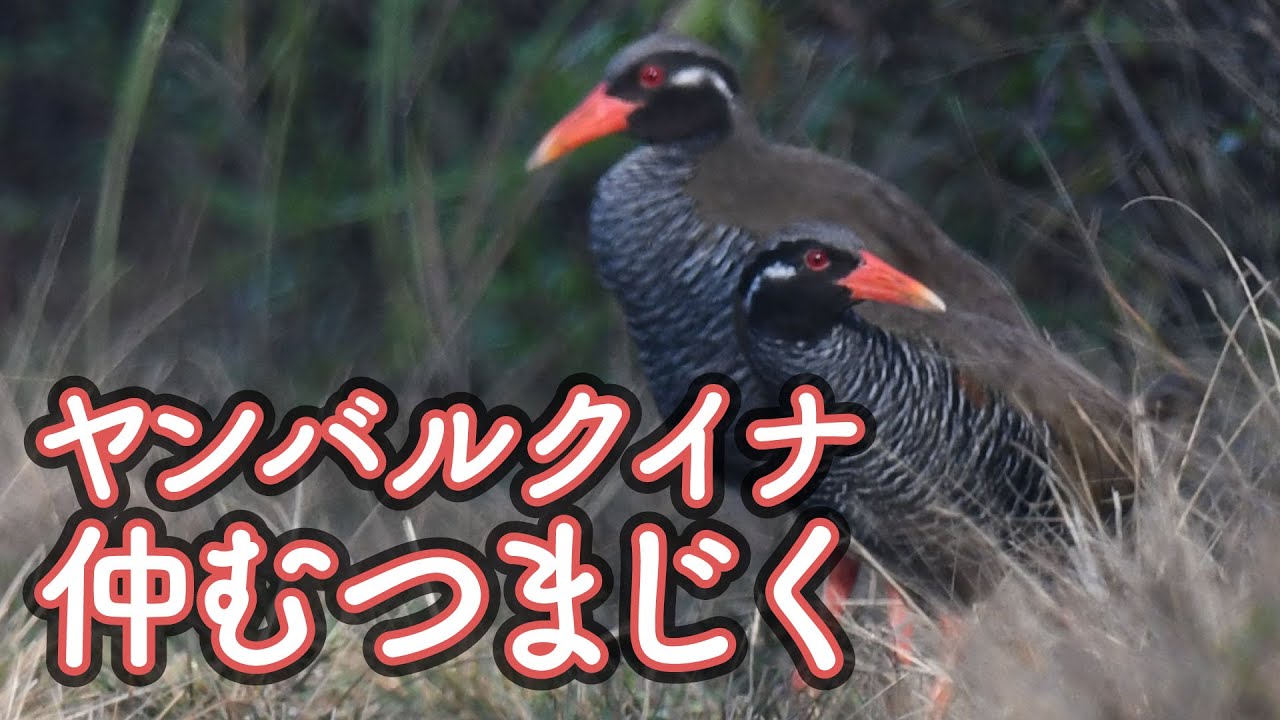 ヤンバルクイナ仲むつまじく Youtube