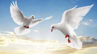 Dove Release Ceremony