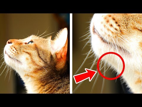 Video: Erstaunliche Fakten über Katzen