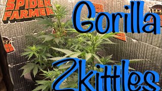 Update On Autoflowers Under SF1000 EVO