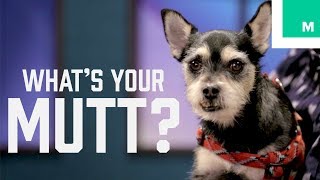 Frankentooth Babywolf’s Shocking Doggy DNA - What's Your Mutt?