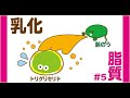 消化と吸収⑤（脂質の消化その１、乳化）