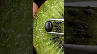 oddly satisfying kiwi macro video🤤#shorts