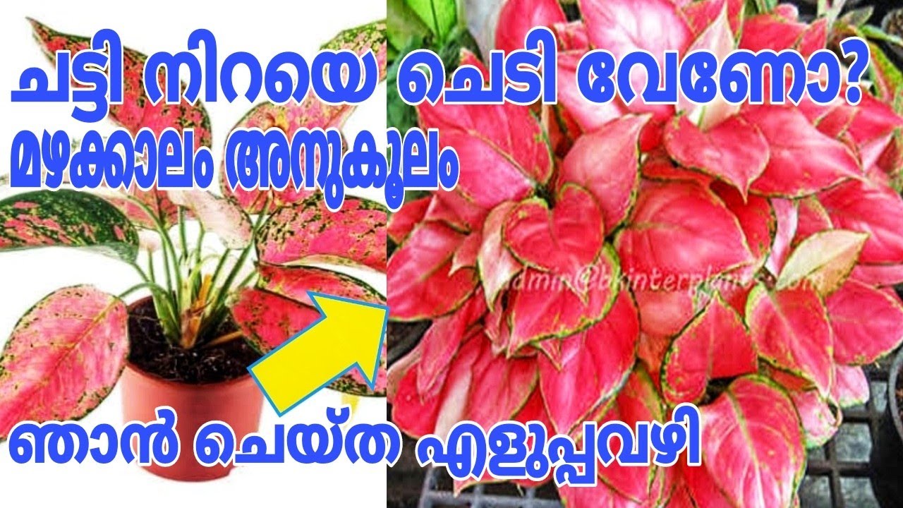 5 മിനിറ്റ് മതി കരിയില കമ്പോസ്റ്റും ചട്ടി നിറയെ ചെടിയും  കിട്ടാൻ Aglaonema Plant Care Malayalam