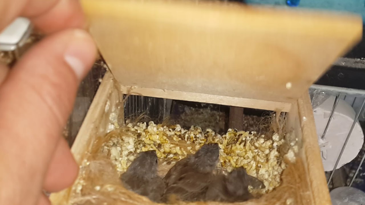 Hint bülbülü ispinoz karayanak kanarya goldenfich yumurta üretimhanem 5 yavru yavruyu beslerken