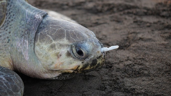 Sea turtle with plastic straw