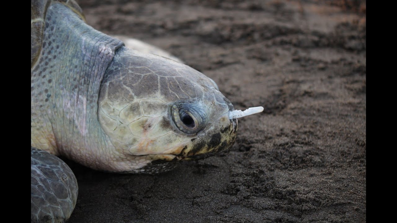 Plastic Fork Removed From A Sea Turtle's Nose! - YouTube