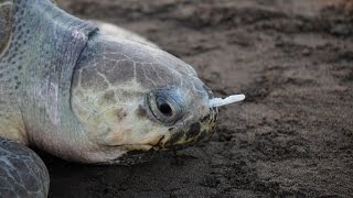 Plastic Fork Removed From A Sea Turtle's Nose! Resimi