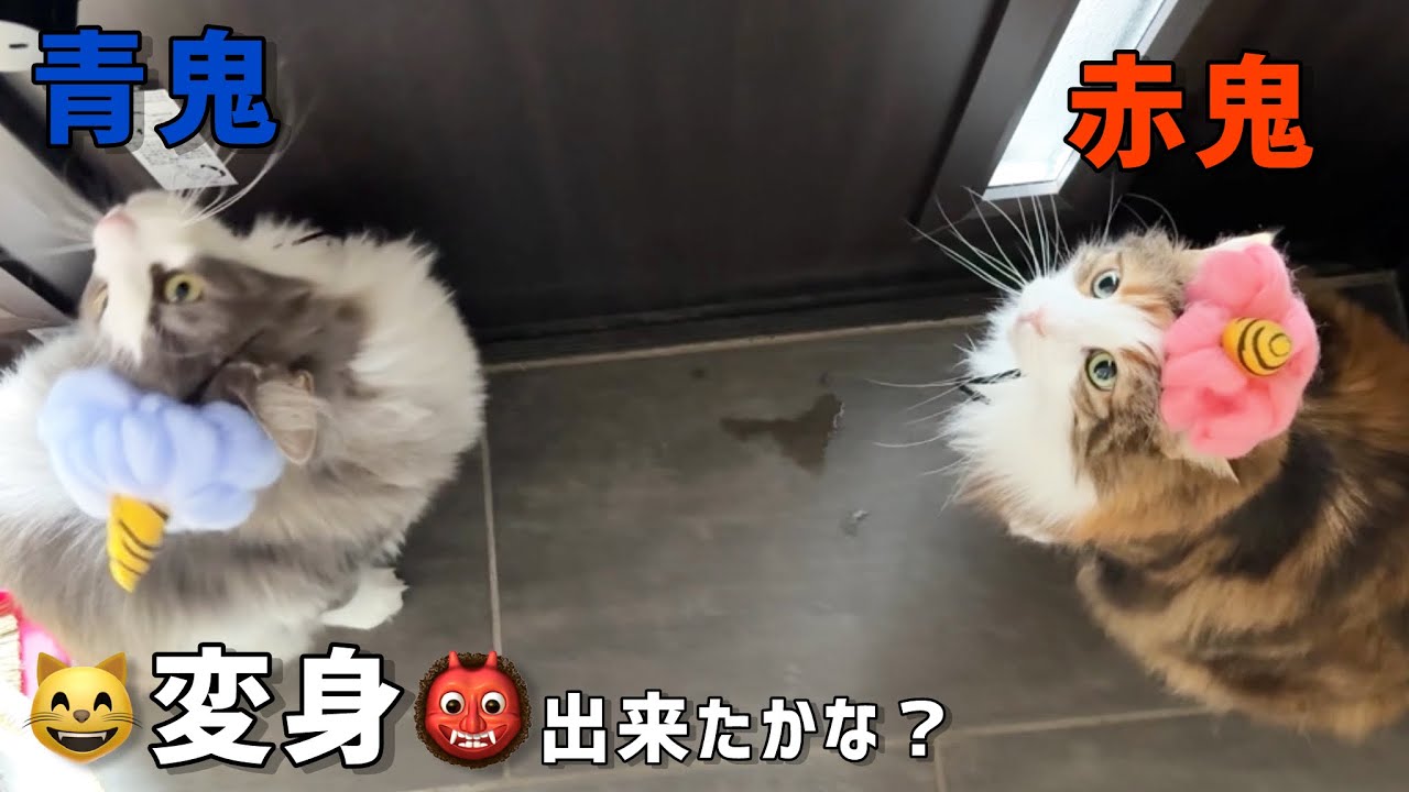 猫と節分🥜可愛い鬼が撮りたい主
