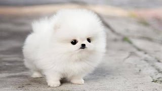 The Cutest Puppy in The World - YouTube
