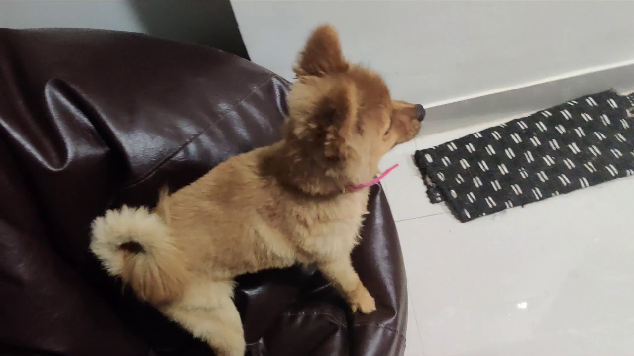 Kids rhymesma inti kukka pillahow Bingo reacts when his friend comes