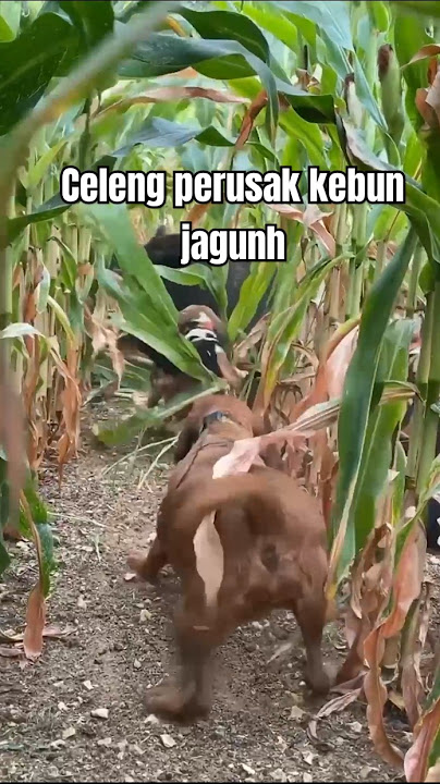 MENANGKAP BABI HUTAN DI KEBUN JAGUNG #shorts