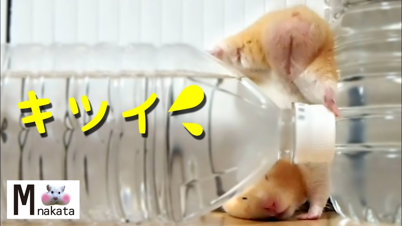 【おもしろ動物】あほかわいいハムスター!アスレチック遊びが斜め上!可愛い癒しHamster's athletic play is too cute and funny