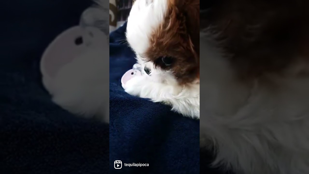 Meu primeiro brinquedo 