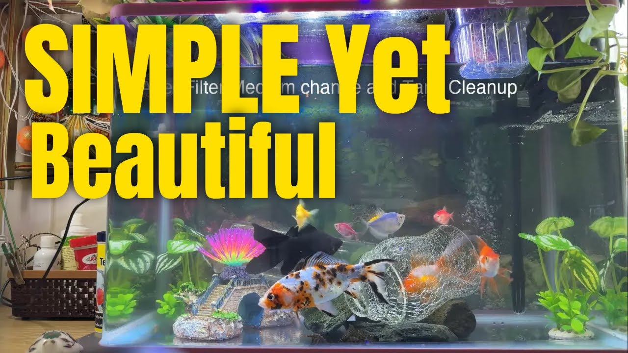 No More Cleaning Stress : DIY Bare Bottom Fish Tank