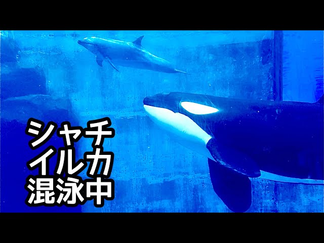 シャチのリンちゃん イルカ二頭と泳いでいます【名古屋港水族館】Orca