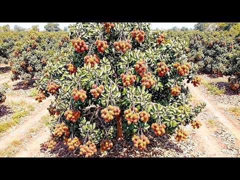 Buah Rambutan Panjang Thailand