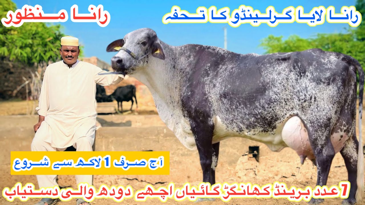 Rana Manzoor | Gerlando Cows For Sale | Jersey Cows | Khangar Cows For Sale | 24 October 2025