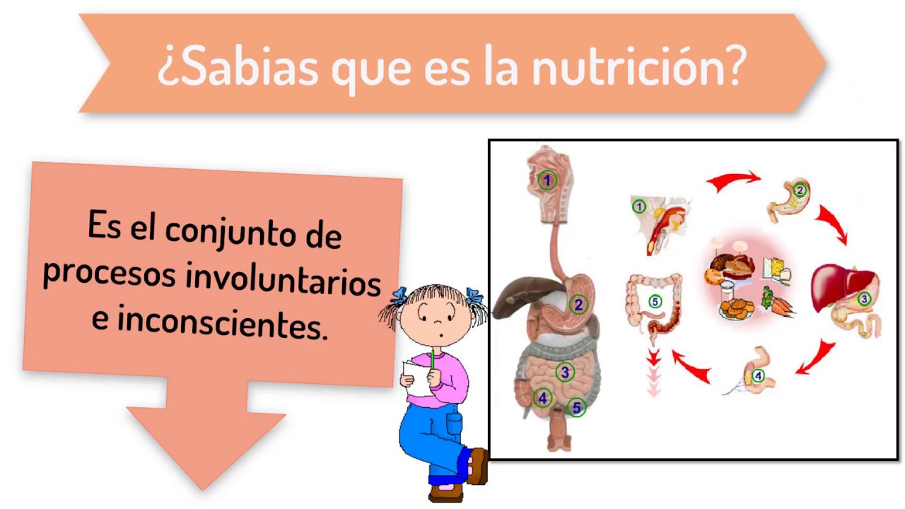 Fisiología de la Nutrición - YouTube