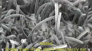 Celebrity Meet the bug you didn't know you were eating Deep Look Wealth