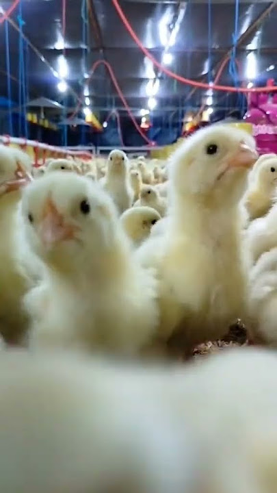 story' wa peternak ayam