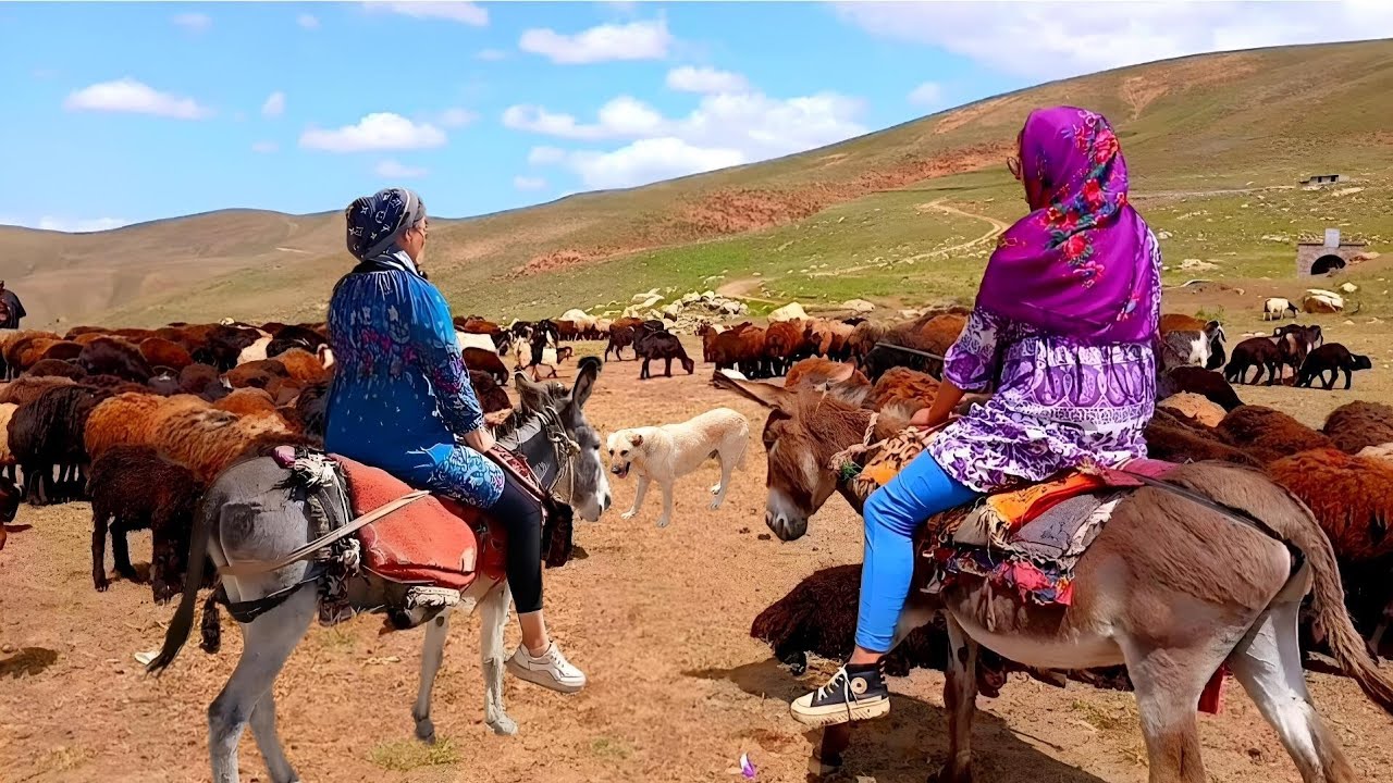 Riding a Donkey to the Sheep Pen! An Exciting Shepherd’s Day in the Mountains