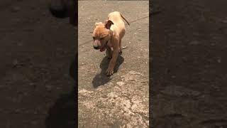 Pitbull mix boerboel puppies