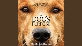 Video thumbnail of "Rachel Portman - A Dog's Purpose"