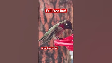 This Hummingbird Drinks Nectar All Day and Looks so Fresh!