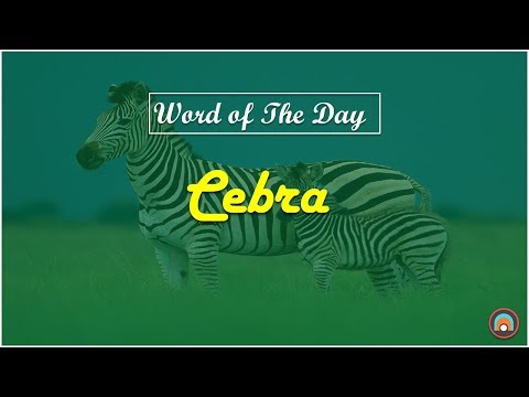 How To Write Zebra In Spanish