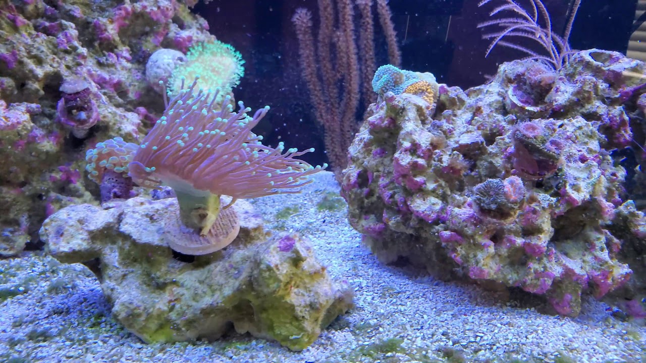 Livestock Update | 40 Gallon Breeder Nano Reef Tank