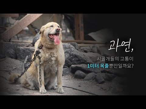 과연, 시골개들의 고통이 1미터 목줄뿐만일까요? #반려동물 #중성화수술 #동물권행동카라 #해방1미터
