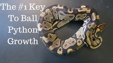 The #1 Key To Ball Growth And Development - Benjamin