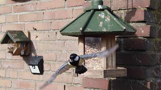 Great Tit Slow Motion